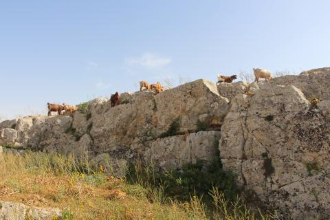 Troupeau au sommet d’un front de taille de la carrière